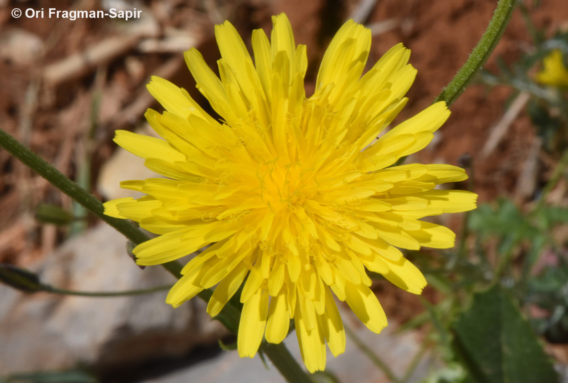 Crepis syriaca  Crepis syriaca,Geotagged,Spring