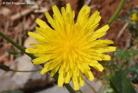 Crepis syriaca  Crepis syriaca,Geotagged,Spring