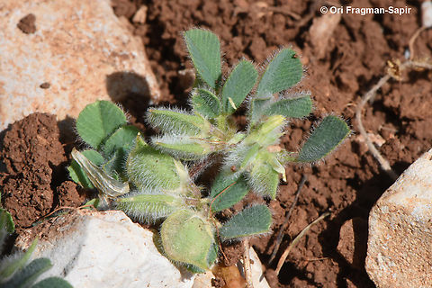 Trigonella brachycarpa  Geotagged,Medicago brachycarpa,Spring