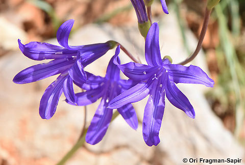 Ixiolirion tataricum  Geotagged,Ixiolirion tataricum,Siberian lily,Spring