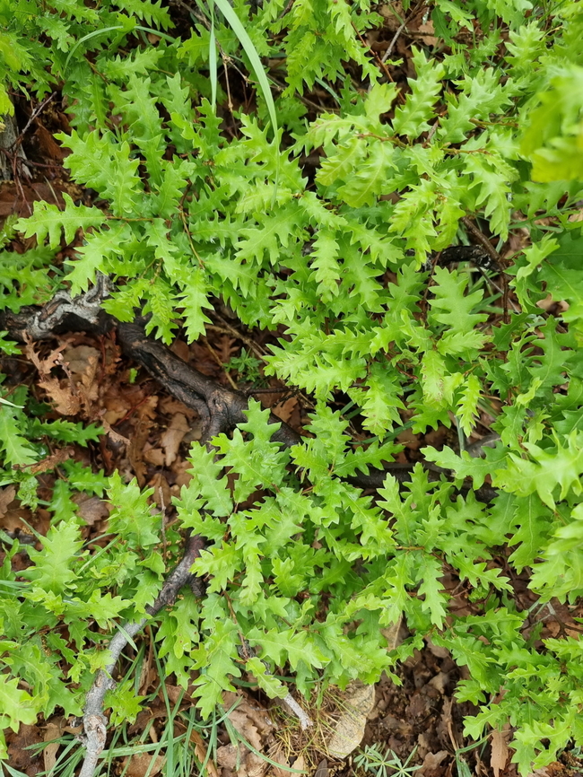 Quercus look  Geotagged,Quercus look,Spring