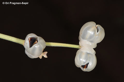 Ephedra foliata  Ephedra foliata,Geotagged,Jordan,Shrubby horsetail,Spring