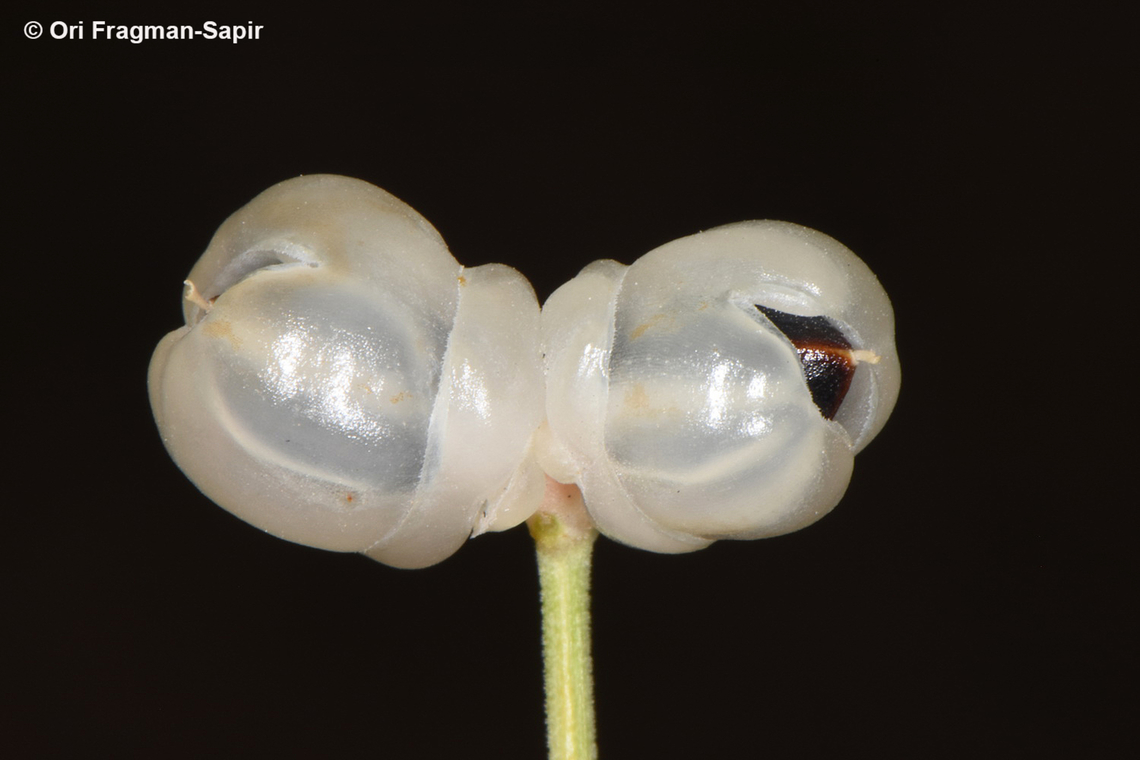 Ephedra foliata  Ephedra foliata,Geotagged,Jordan,Shrubby horsetail,Spring