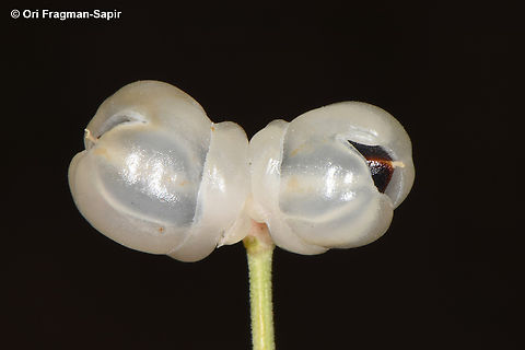 Ephedra foliata  Ephedra foliata,Geotagged,Jordan,Shrubby horsetail,Spring