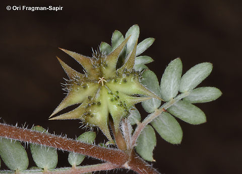 Tribulus terrestris  Geotagged,Jordan,Puncture Vine,Spring,Tribulus terrestris