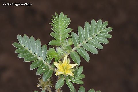 Tribulus terrestris  Geotagged,Jordan,Puncture Vine,Spring,Tribulus terrestris