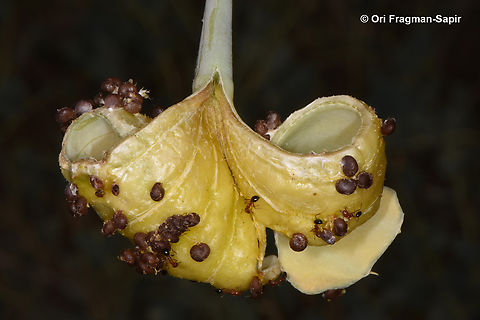 Capparis aegyptia  Capparis aegyptia,Egyptian Caper,Geotagged,Jordan,Spring