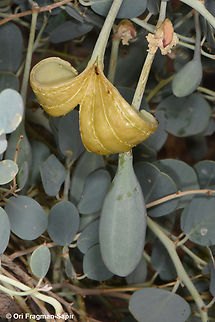 Capparis aegyptia  Capparis aegyptia,Egyptian Caper,Geotagged,Jordan,Spring
