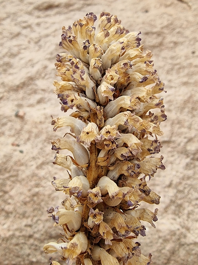 Orobanche cernua  Geotagged,Jordan,Orobanche cernua,Spring