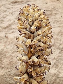 Orobanche cernua  Geotagged,Jordan,Orobanche cernua,Spring