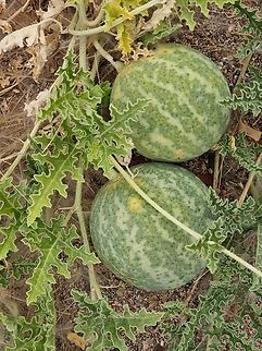 Citrullus colocynthis  Citrullus colocynthis,Colocynth,Geotagged,Jordan,Spring