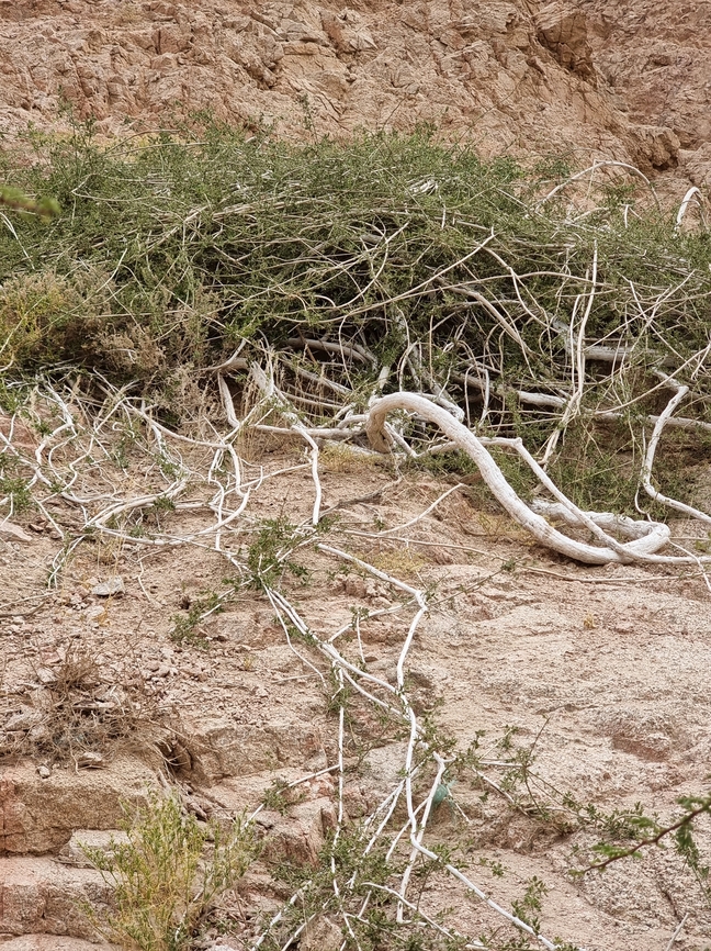 Cocculus pendulus  Cocculus pendulus,Geotagged,Jordan,Spring