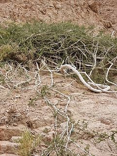 Cocculus pendulus  Cocculus pendulus,Geotagged,Jordan,Spring