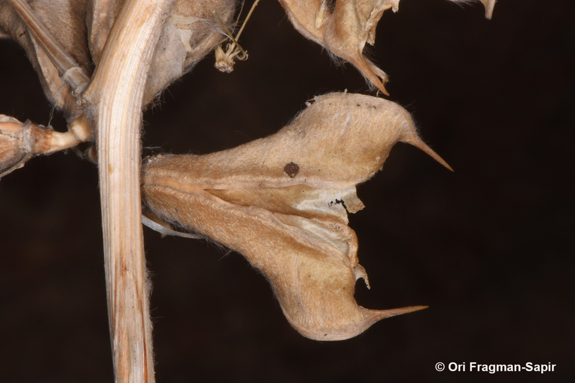 Astragalus sparsus pod after seed dispersal Astragalus sparsus,Geotagged,Jordan,Spring