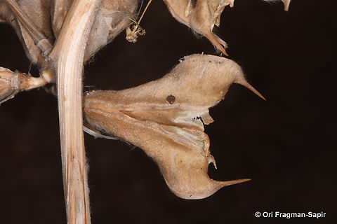 Astragalus sparsus pod after seed dispersal Astragalus sparsus,Geotagged,Jordan,Spring