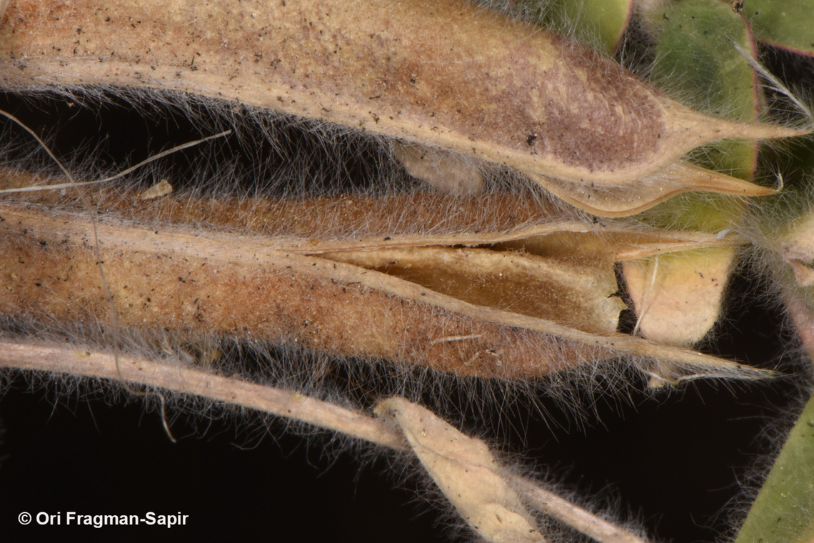 Astragalus sparsus seed dispersal Astragalus sparsus,Geotagged,Jordan,Spring