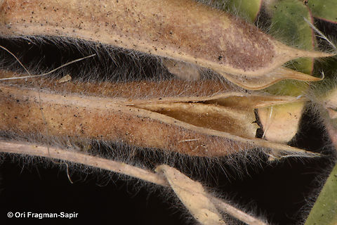 Astragalus sparsus seed dispersal Astragalus sparsus,Geotagged,Jordan,Spring