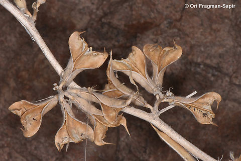 Astragalus sparsus seed dispersal Astragalus sparsus,Geotagged,Jordan,Spring