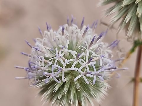 Echinops glaberrimus  Echinops glaberrimus,Geotagged,Jordan,Spring