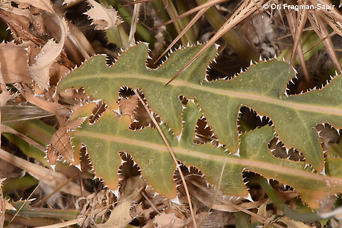 Launaea nudicaulis  Geotagged,Jordan,Launaea nudicaulis,Spring