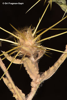 Centaurea sinaica  Centaurea sinaica,Geotagged,Jordan,Spring