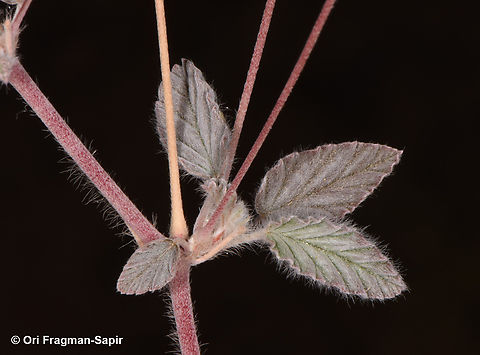 Monsonia heliotropioides  Geotagged,Jordan,Monsonia heliotropioides,Spring