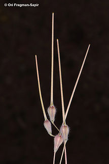 Monsonia heliotropioides  Geotagged,Jordan,Monsonia heliotropioides,Spring