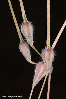 Monsonia heliotropioides  Geotagged,Jordan,Monsonia heliotropioides,Spring