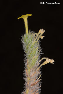 Arnebia hispidissima  Arnebia hispidissima,Geotagged,Jordan,Spring