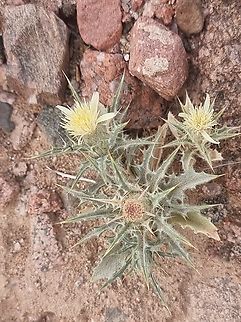 Atractylis carduus  Atractylis carduus,Geotagged,Jordan,Spring