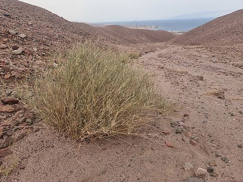 Panicum turgidum  Geotagged,Jordan,Panicum turgidum,Spring
