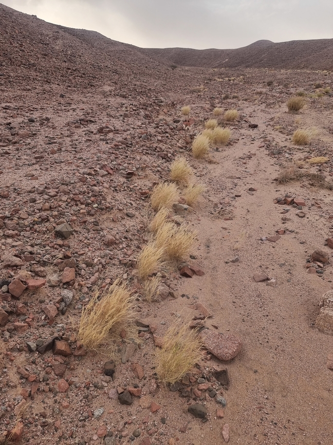 Stipagrostis raddiana  Geotagged,Jordan,Spring,Stipagrostis raddiana