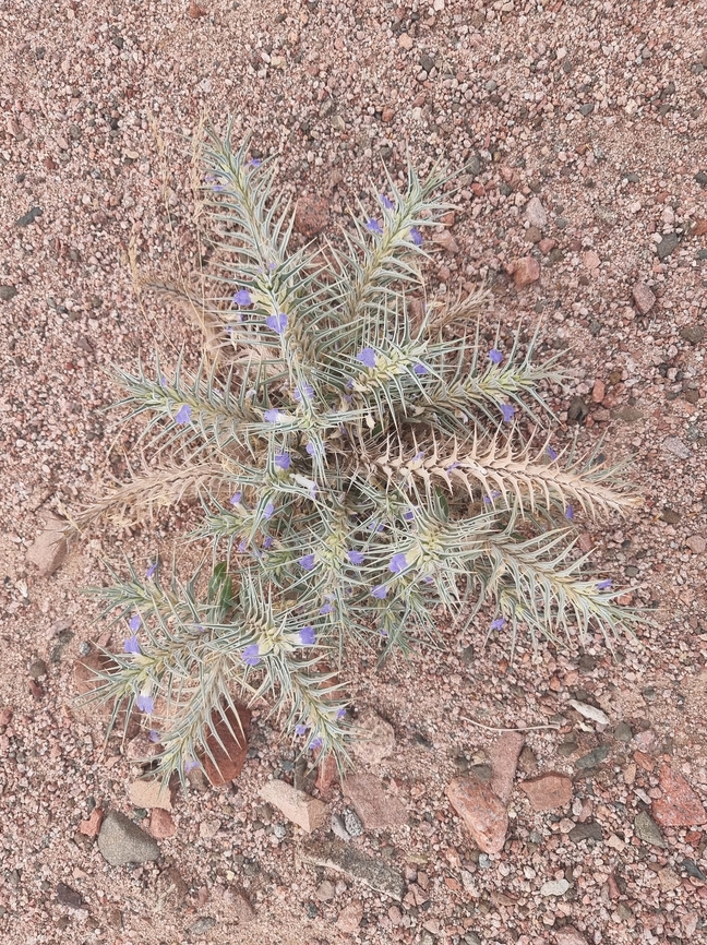 Blepharis attenuata  Blepharis attenuata,Geotagged,Jordan,Spring