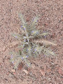 Blepharis attenuata  Blepharis attenuata,Geotagged,Jordan,Spring