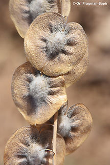Isatis armena  Geotagged,Isatis armena,Jordan,Spring