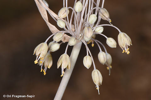 Allium decaisnei  Allium decaisnei,Geotagged,Jordan,Spring