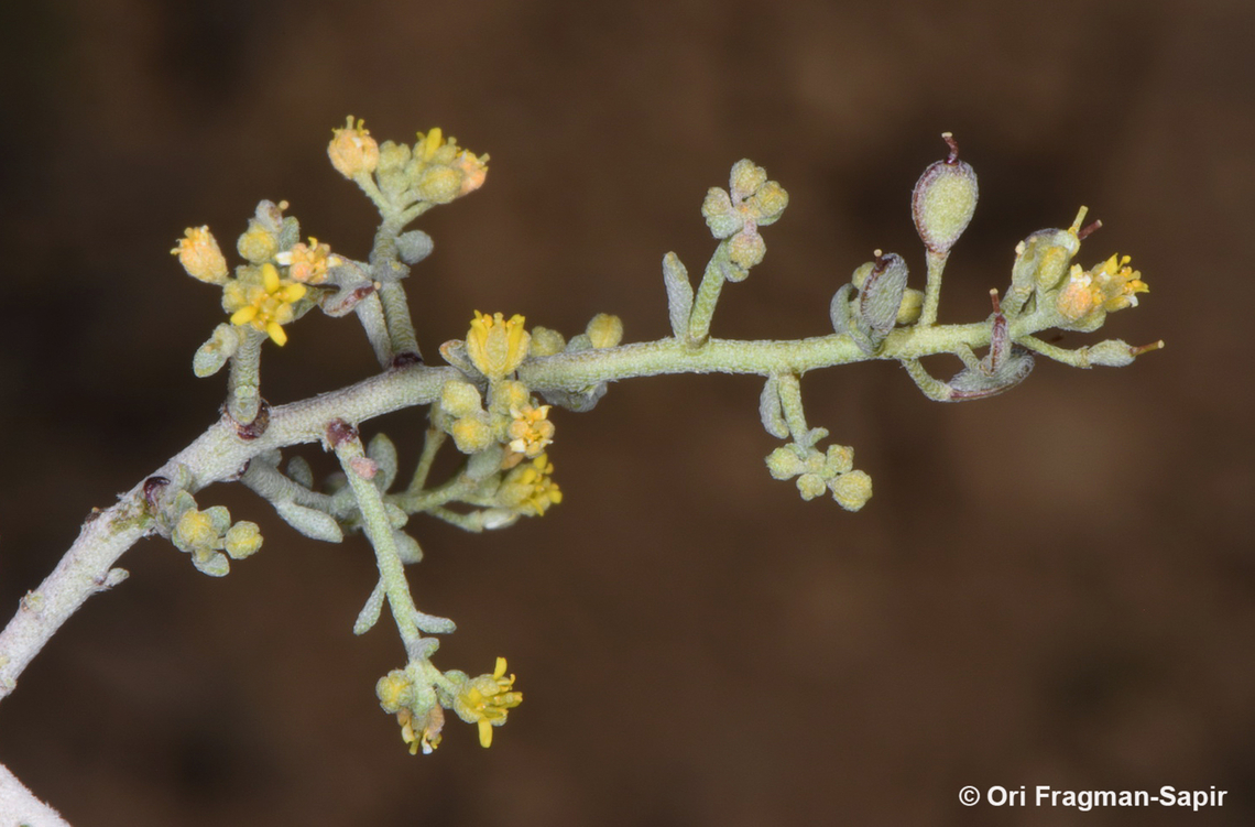Alyssum subspinosum  Alyssum subspinosum,Geotagged,Jordan,Spring