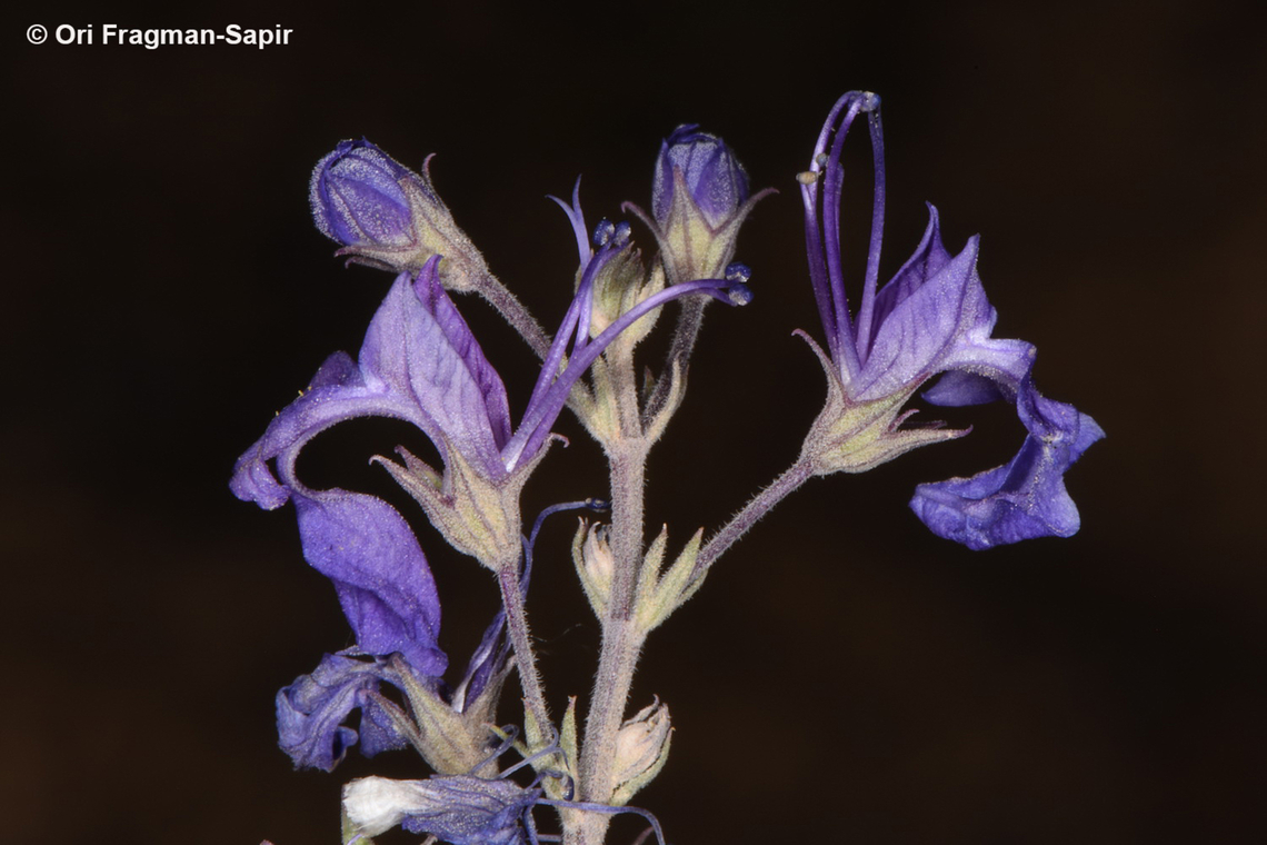 Teucrium pruinosum  Geotagged,Jordan,Spring,Teucrium pruinosum
