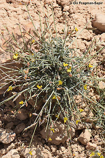 Argyrolobium crotalarioides  Argyrolobium crotalarioides,Geotagged,Jordan,Spring