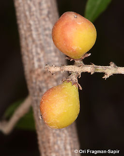 Sageretia thea  Sageretia thea,Sageretia theezans