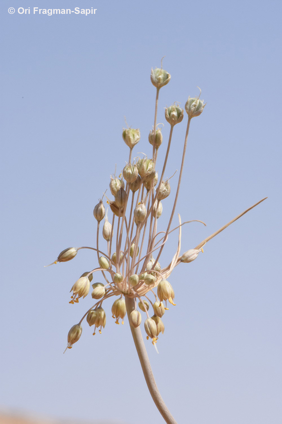 Allium decaisnei  Allium decaisnei,Geotagged,Jordan,Spring