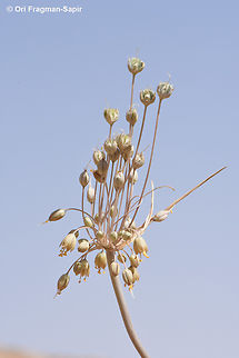 Allium decaisnei  Allium decaisnei,Geotagged,Jordan,Spring