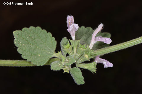 Ballota philistaea  Ballota philistaea,Geotagged,Jordan,Spring