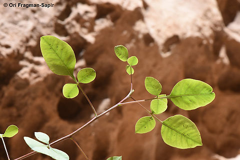 Pistacia khinjuk  Geotagged,Jordan,Pistacia khinjuk,Spring