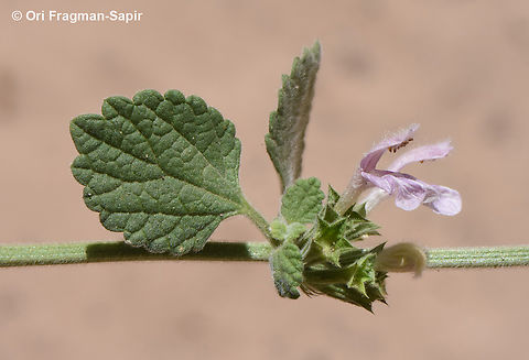 Ballota philistaea  Ballota philistaea,Geotagged,Jordan,Spring
