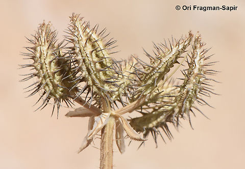 Turgenia latifolia  Broadleaf False Carrot,Geotagged,Jordan,Spring,Turgenia latifolia