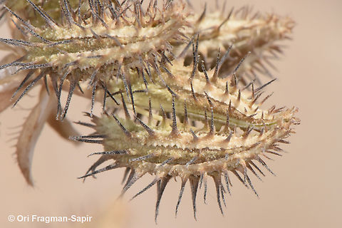 Turgenia latifolia  Broadleaf False Carrot,Geotagged,Jordan,Spring,Turgenia latifolia