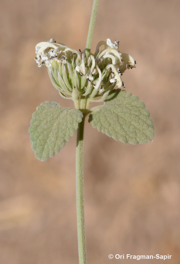 Nepeta italica  Geotagged,Jordan,Nepeta italica,Spring