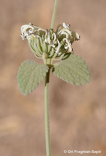 Nepeta italica  Geotagged,Jordan,Nepeta italica,Spring