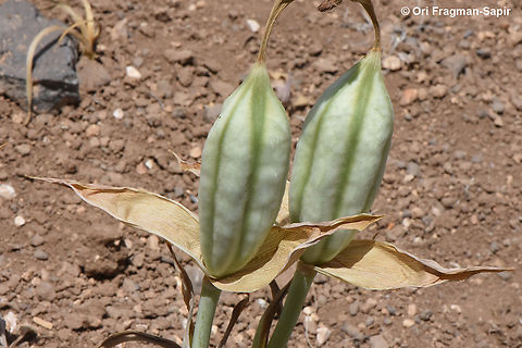 Iris petrana  Geotagged,Iris petrana,Jordan,Spring